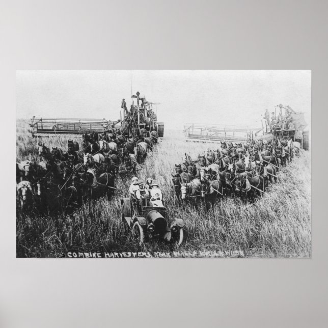 Poster Cena de Colheita Combina (Frente)