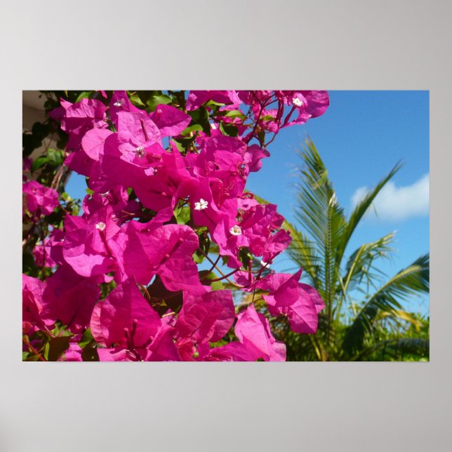 Pôster Cena de natureza tropical com bougainville e palme (Frente)