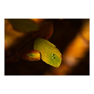 Pôster Cena de outono com folhas encharcando o sol