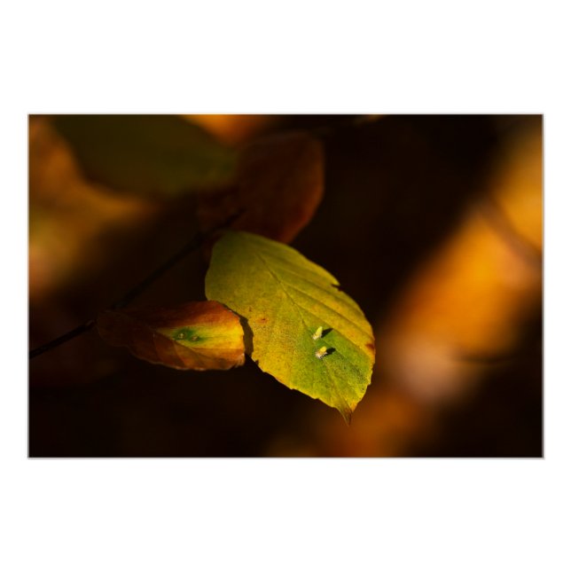 Pôster Cena de outono com folhas encharcando o sol (Frente)