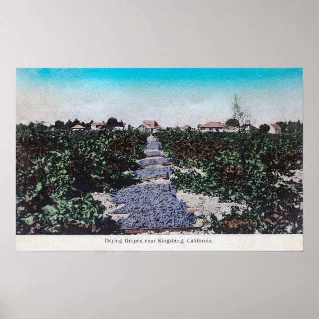 Poster Cena de Vinha de Uvas SecandoKingsburg, CA (Frente)