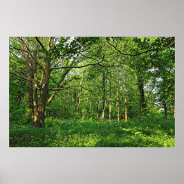 Poster Cena de Woodland. Blackweir Woods, Cardiff