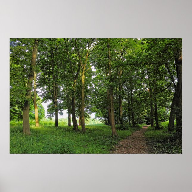Poster Cena de Woodland. Blackweir Woods, Cardiff (Frente)