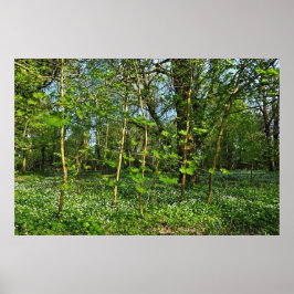 Poster Cena de Woodland. Blackweir Woods, Cardiff
