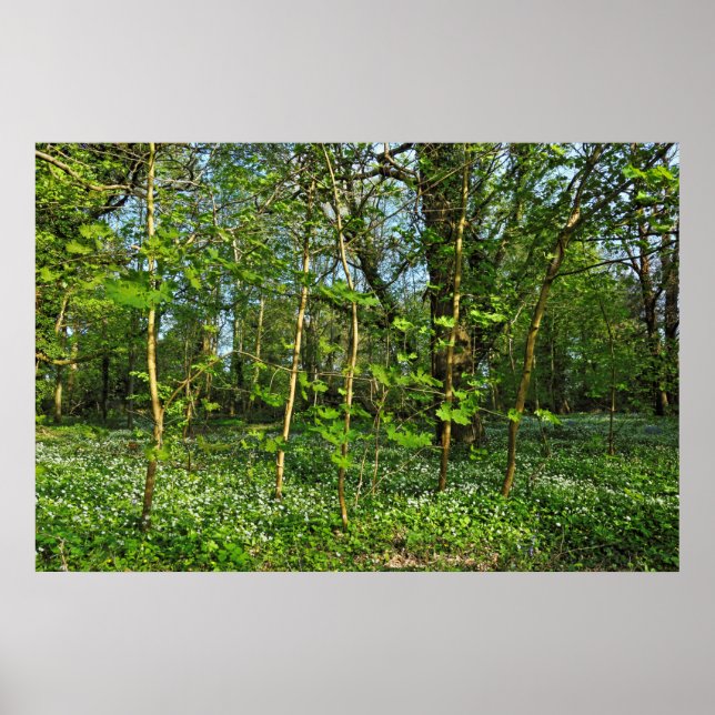 Poster Cena de Woodland. Blackweir Woods, Cardiff (Frente)