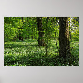 Poster Cena de Woodland. Blackweir Woods, Cardiff