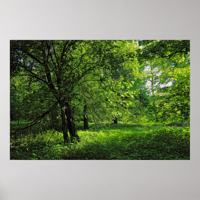 Poster Cena de Woodland. Blackweir Woods, Cardiff (Frente)