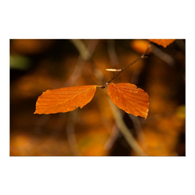 Pôster cena do folheto do ouro (Frente)