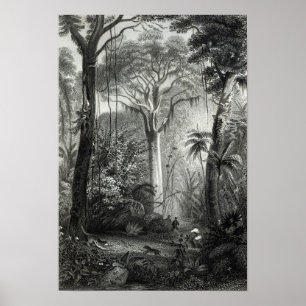 Poster Cena em uma floresta brasileira gravada perto