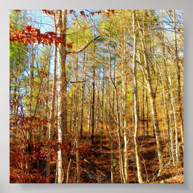 POSTER CENA FLORESTAL (Frente)