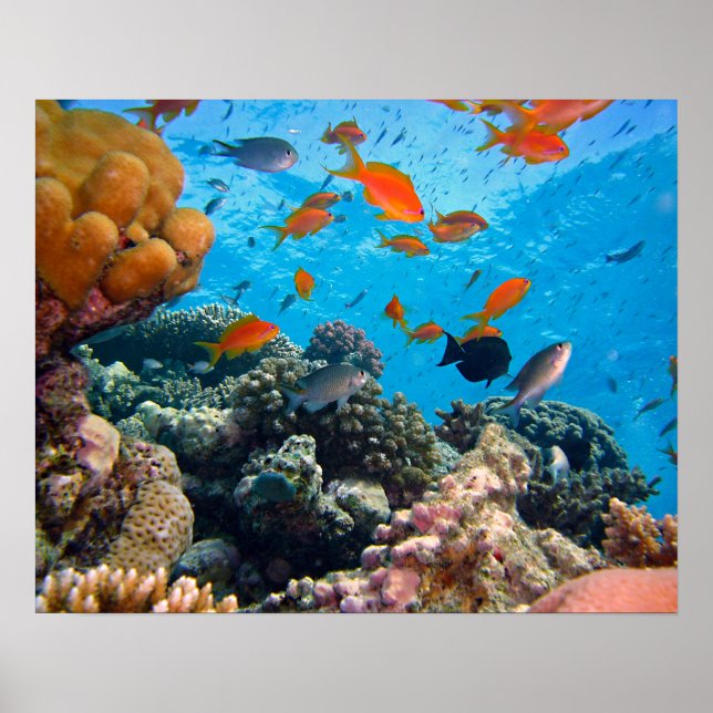 Pôster Cena Submarina (Frente)