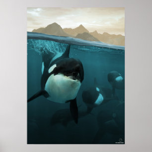 Poster Cena submarina com família de orca