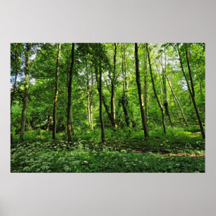 Poster Cena Woodland. Blackweir Woods, Cardiff