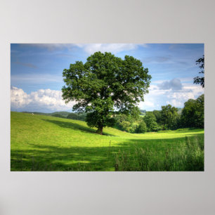 Poster Cenário bonito do verão verde do carvalho