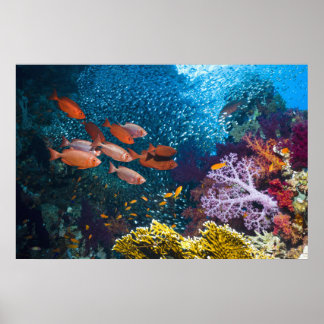 Pôster Cenário de recifes de coral | Olhos De Bigão Ou De