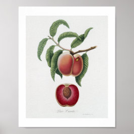 Poster Cenoura Pêssego (Persica carota) de Pomona Italian