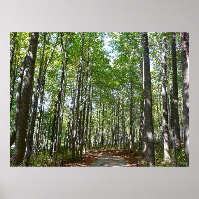 Poster Centennial Wooded Path II Ellicott City Maryland (Frente)