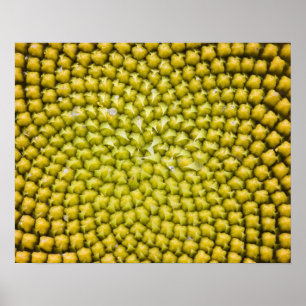 Pôster Center of giant Sunflower (Helianthus annuus)