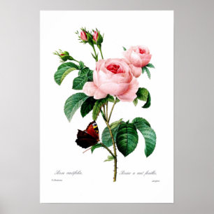 Pôster Centiflora de Rosa