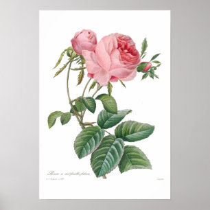 Pôster Centifolia de Rosa