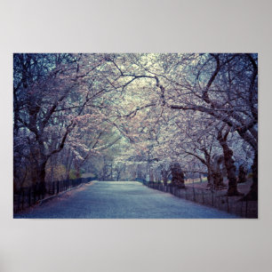 Pôster Central Park Cherry Blossom