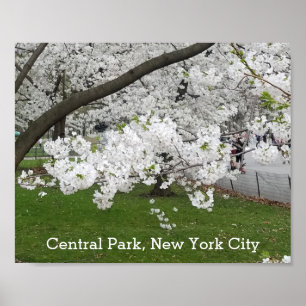 Poster Central Park New York Blossoming Tree em Primavera
