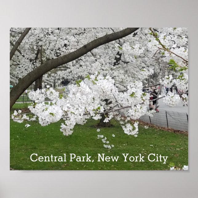 Poster Central Park New York Blossoming Tree em Primavera (Frente)