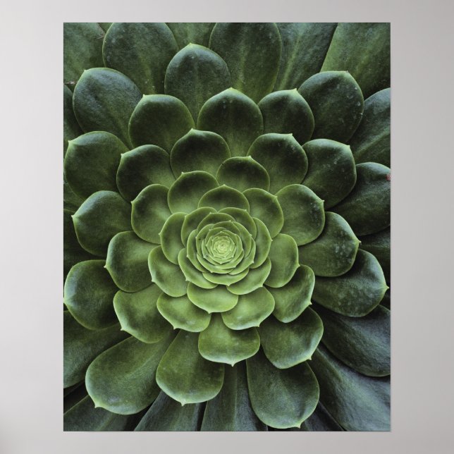 Pôster Centro de Cactus (Frente)