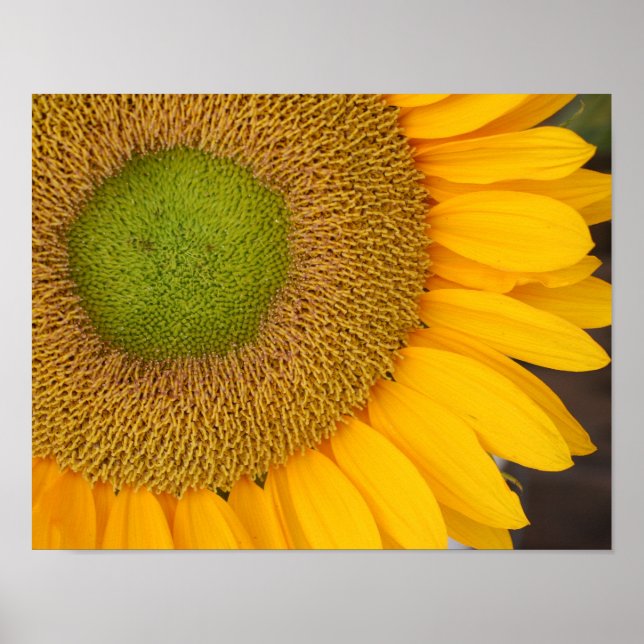 Poster Centro De Girassol E Petinhas Aproximadas (Frente)