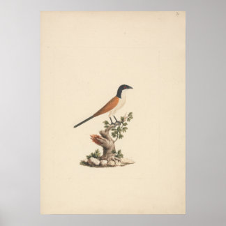 Poster Centropus monachus (Cucal-de-cabeça-azul)