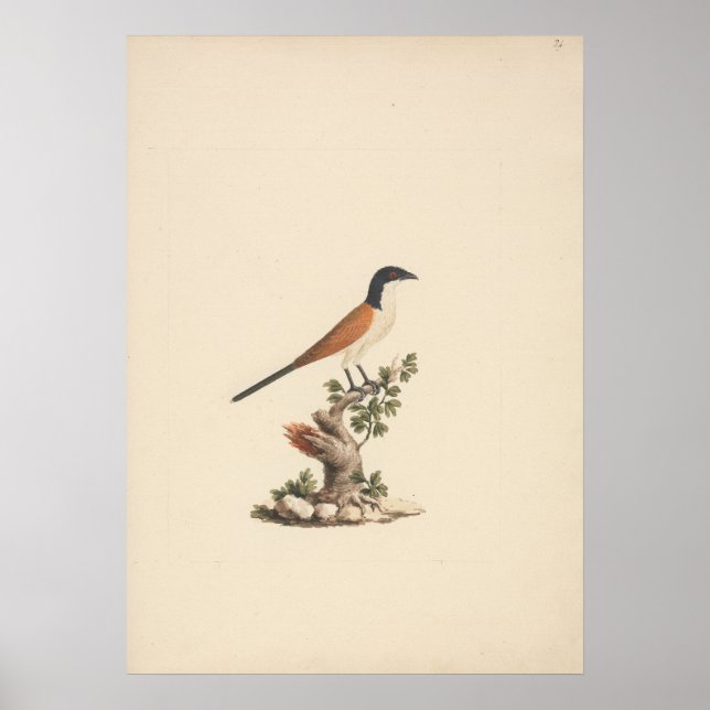 Poster Centropus monachus (Cucal-de-cabeça-azul) (Frente)