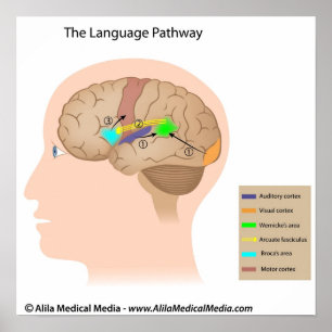 Poster Centros de fala do diagrama cerebral.