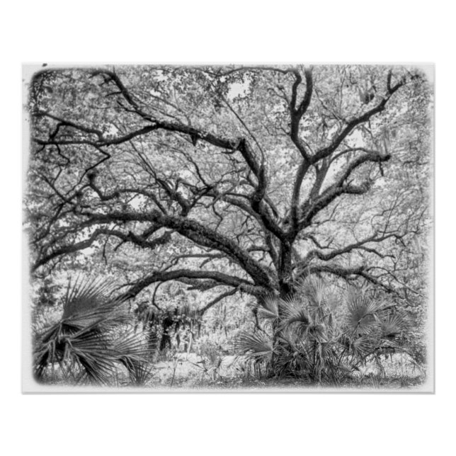 Pôster "Century Oak" Black and White Wall Art  (Frente)