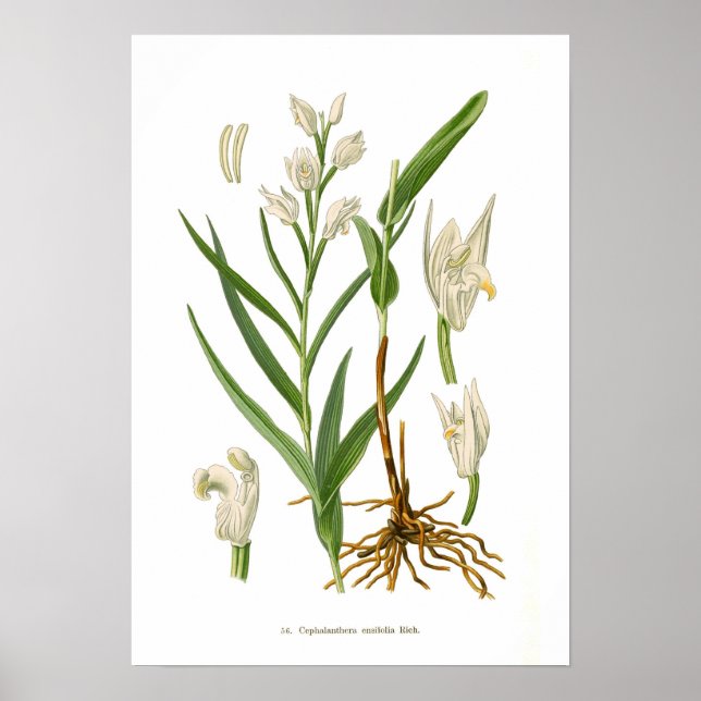 Poster Cephalanthera ensifolia (Frente)