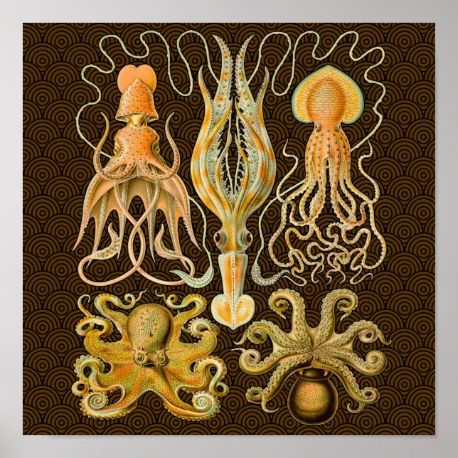 Poster Cephalopota Octopus Natureza Marinha Lula (Frente)