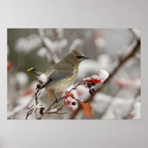 Poster Cera-do-cedro adulta em pilriteiro com neve