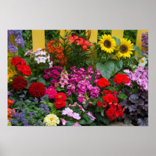 Pôster Cerca de estacas amarelas com jardim de flores em