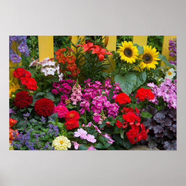 Pôster Cerca de piche amarela com jardim floral em (Frente)