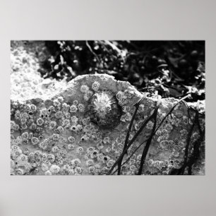 Poster Cercado