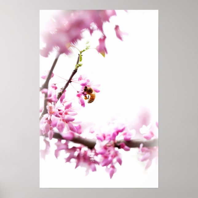 Poster Cercis e abelha na Primavera (Frente)