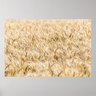 Poster Cereais - agricultura madura no campo