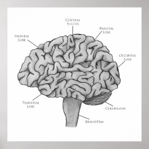 Poster Cérebro Científico