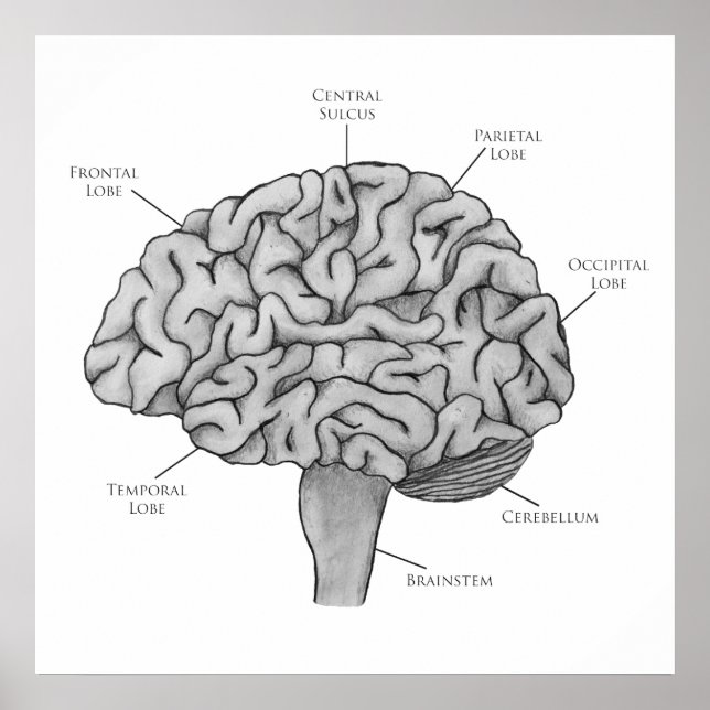 Poster Cérebro Científico (Frente)