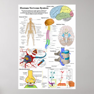 Poster Cérebro humano e diagrama de sistema nervoso