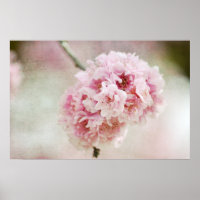 Cereja Blossom Botânico