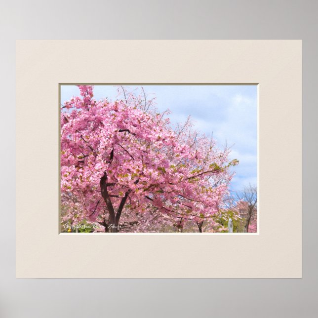 Poster Cereja florescente "Kawazu-Zakura" ポ ス タ ー (Frente)