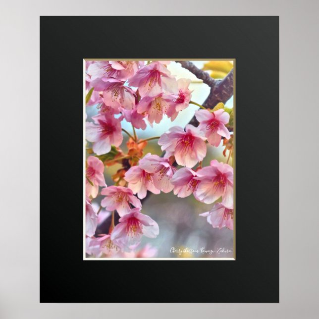 Poster Cereja florescente "Kawazu-Zakura" ポ ス タ ー (Frente)