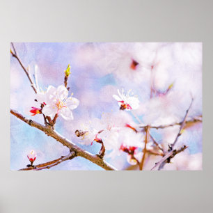 Pôster Cereja Japonesa - Sakura em Bloom