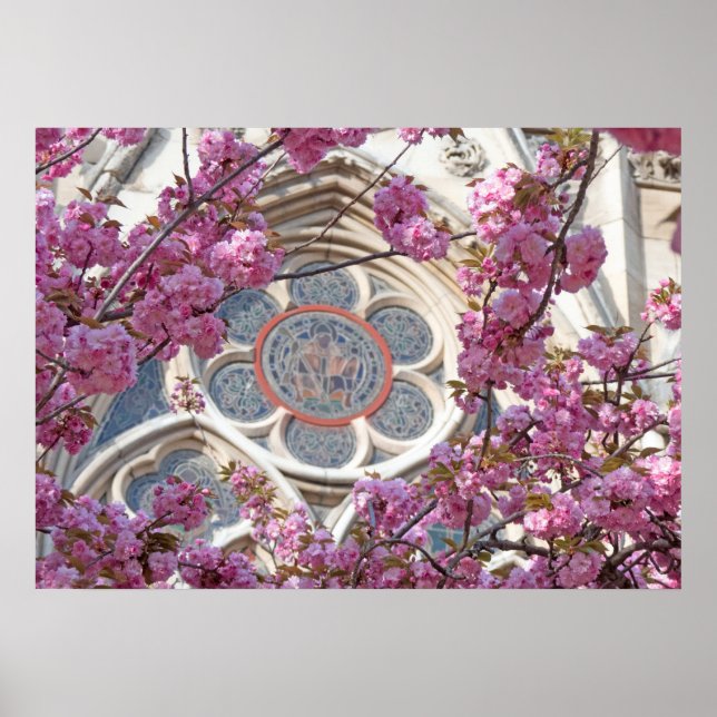 Poster Cereja rosa floresce (Frente)