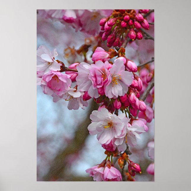 Poster Cereja rosa floresce (Frente)